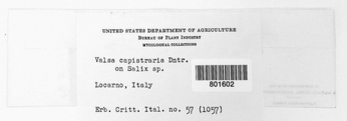 Valsa capistraria image